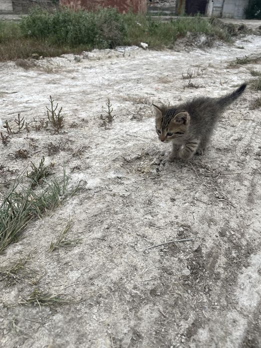 Котёнок девочка красивая два месяца два месяца