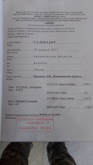 Продаетца американский рысак