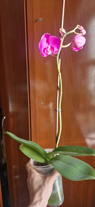Продам орхидею .