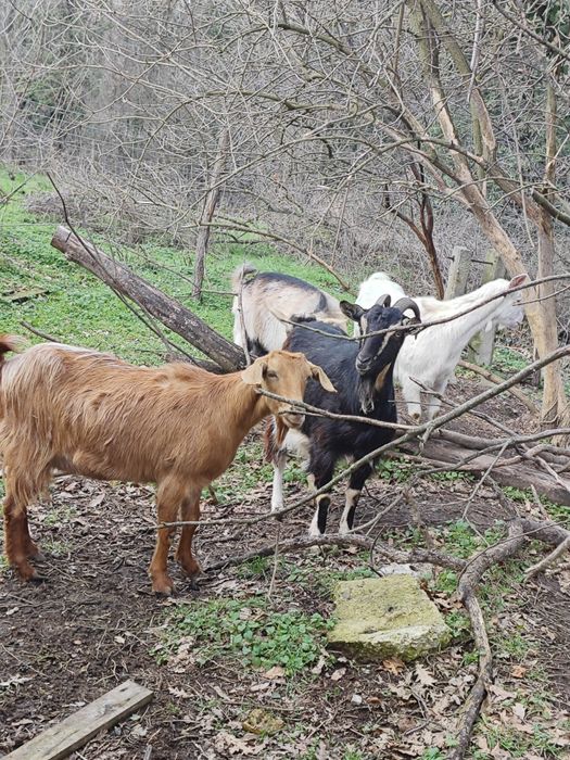 Кози млади бременни