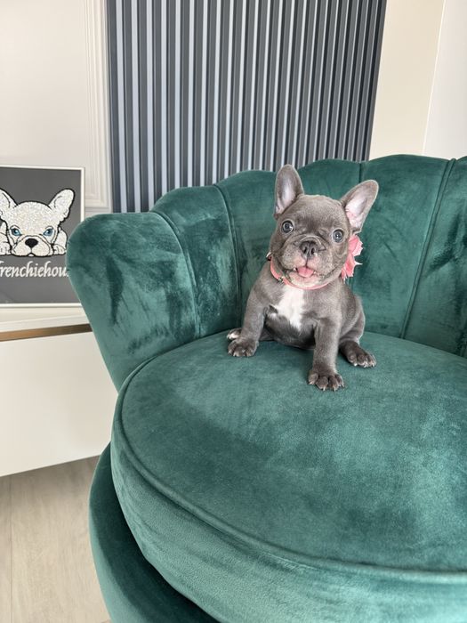 Bulldog francez Frenchie House