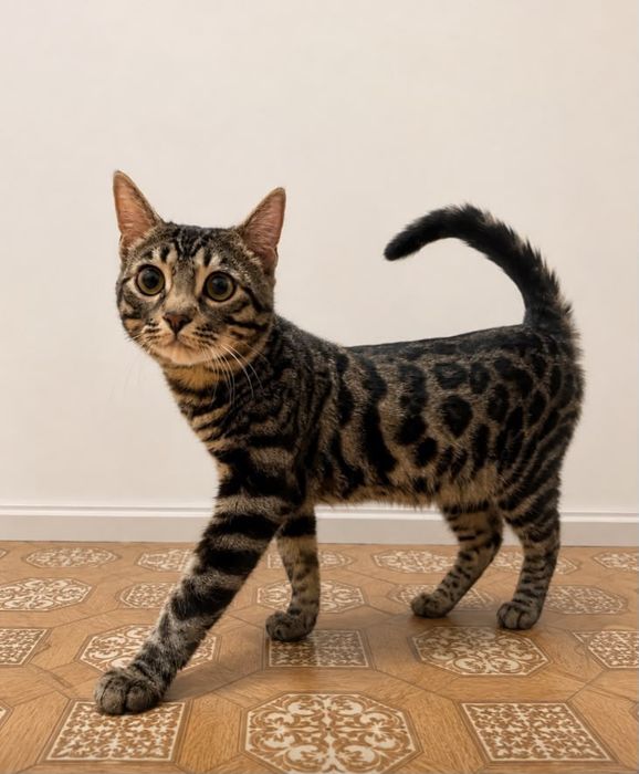 бенгальская кошка