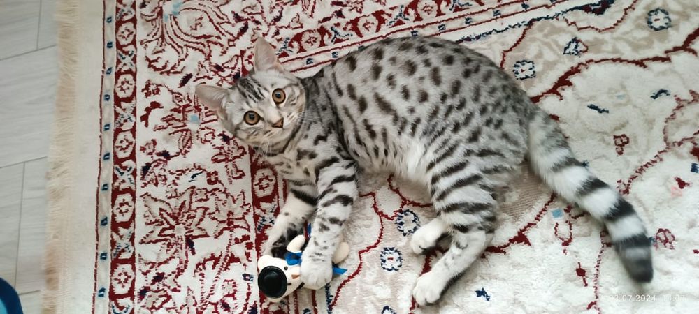 Котенок породистый