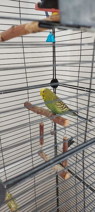 Продам попугаев  девочки