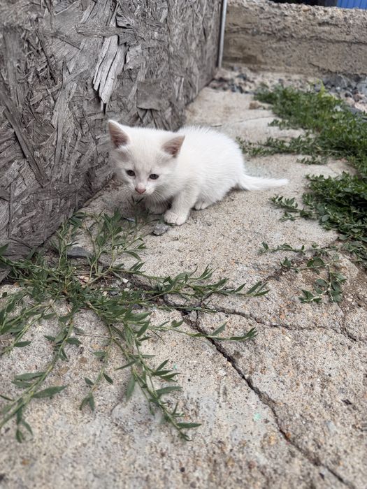Отдам котят бесплатно