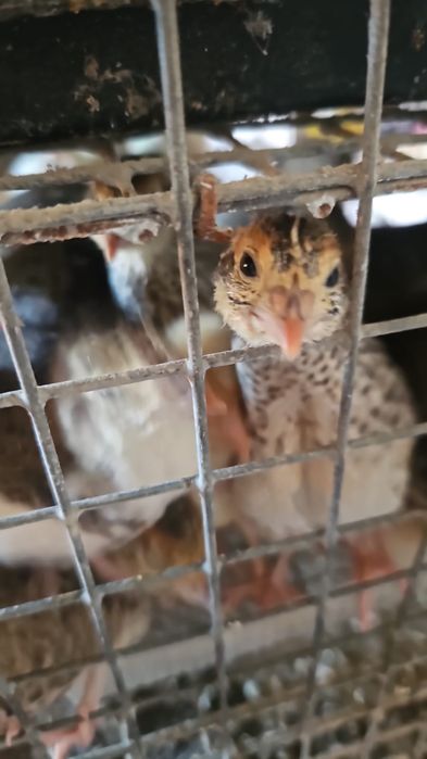 Продам перепелов