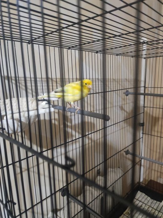 Nar 1.5 yosh tinmi sayroda