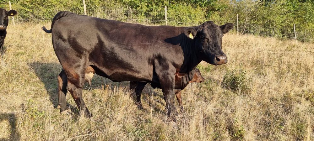 Vand vaca meris de angus