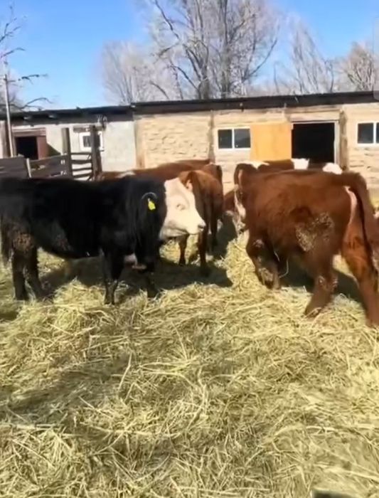 24 бас бука АК бас