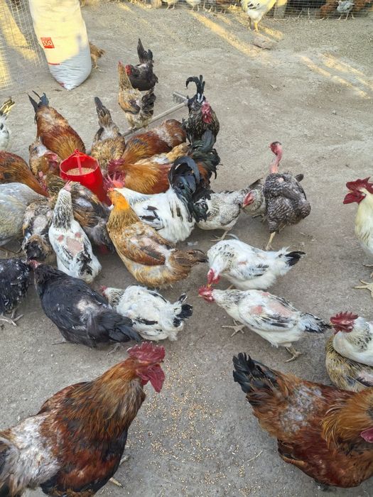 Продам петухов  на племя