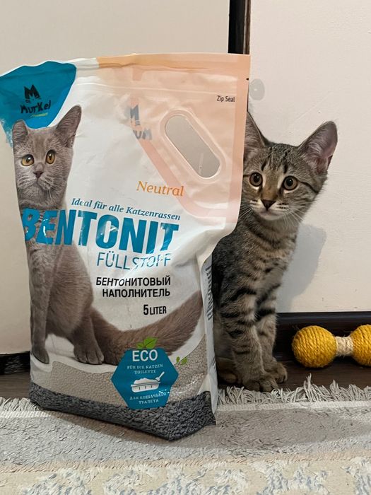 Мысык аты Мурка .Үл мысық