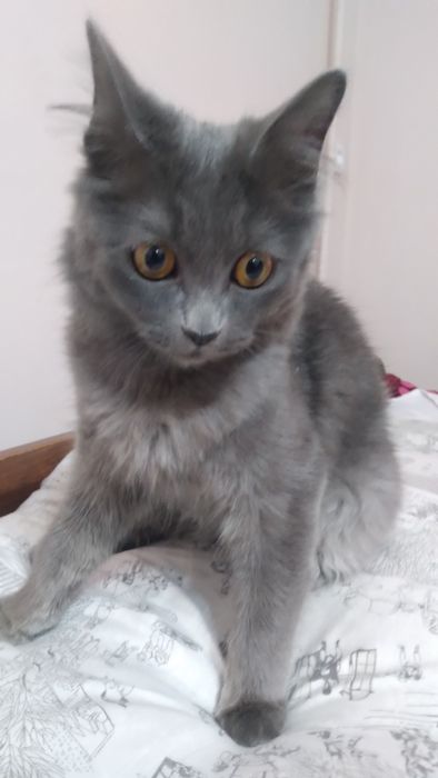 Скотиш страйт кошка