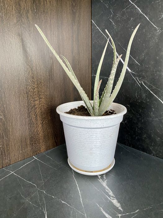 Комнатные цветы(растения)