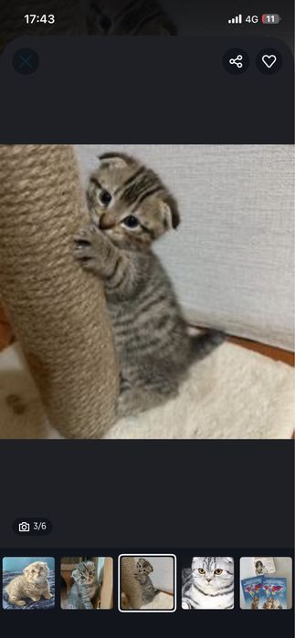 Шотландский вислоухий котёнок