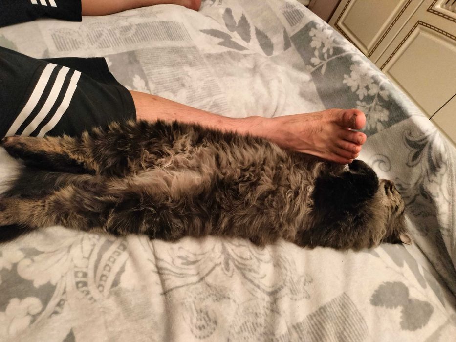 Отдам кота в добрые руки