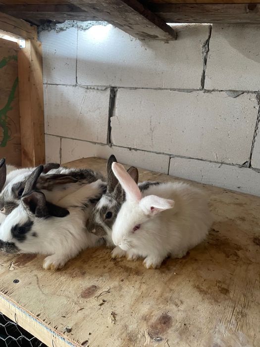 Iepurași metis de fluture