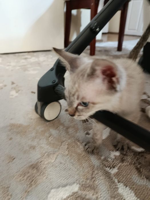 Котенок Донской Сфинкс браш