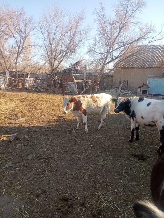 Екі бұха сатылады шаруа