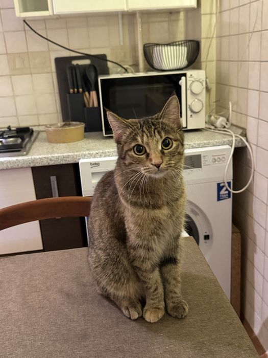 Кошка отдам даром очень хорошая