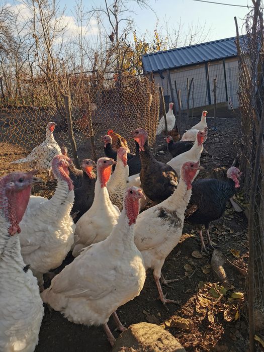 Curci românești crescute la țară