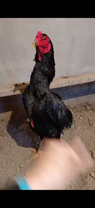 Дакан черный сатылады.