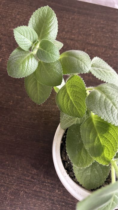 Продам комнатную мяту