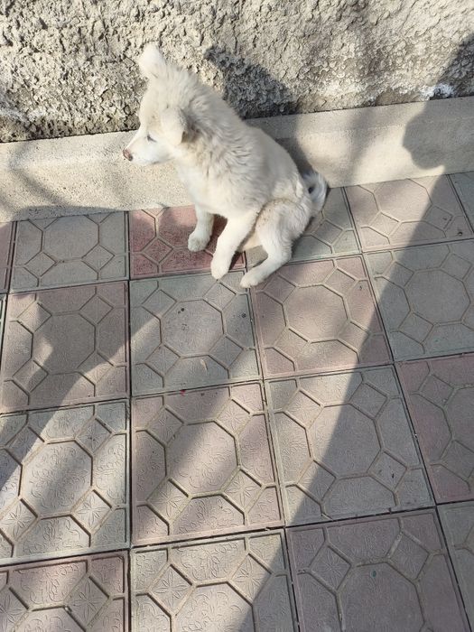 Продаётся щенок белого цвета