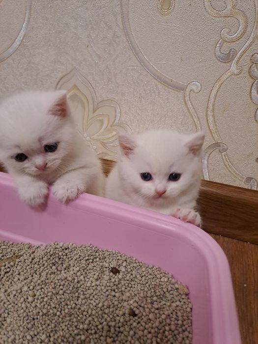 Сотилади ширин мушукчаларим