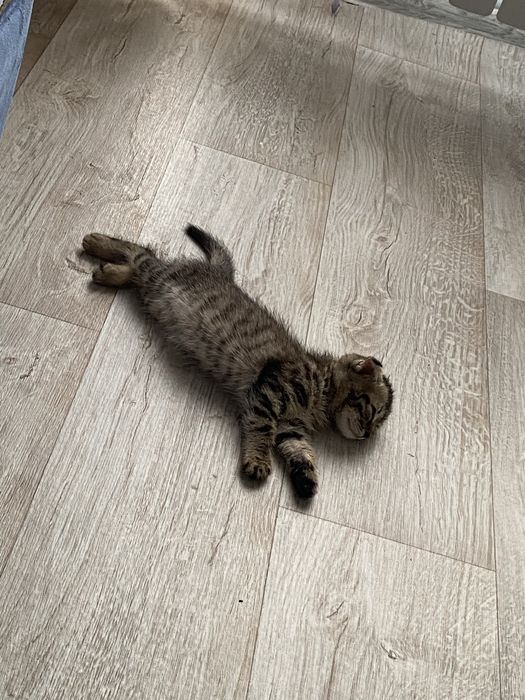 Отдаём ласковых котят в добрые руки