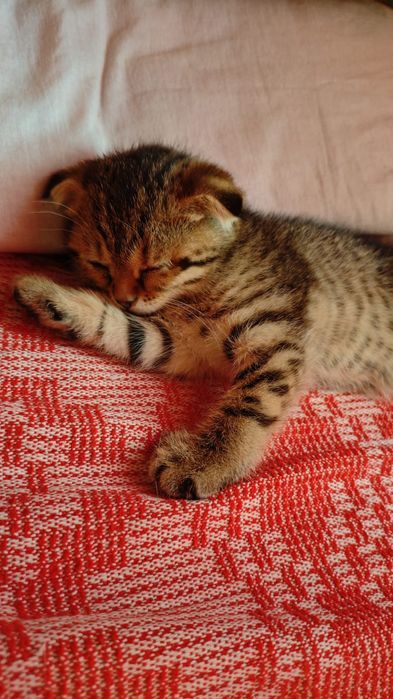 Шотландские котята