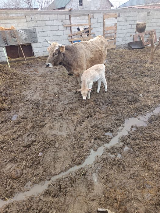 Бузаулы сиыр сатылады