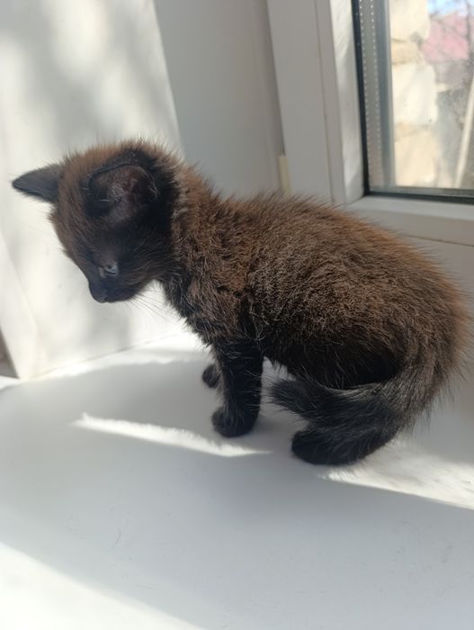 Котята девочки в добрые руки