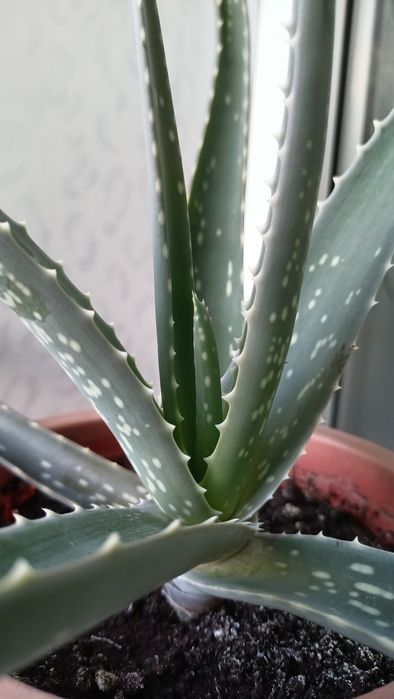 Aloe Vera лечебное растение
