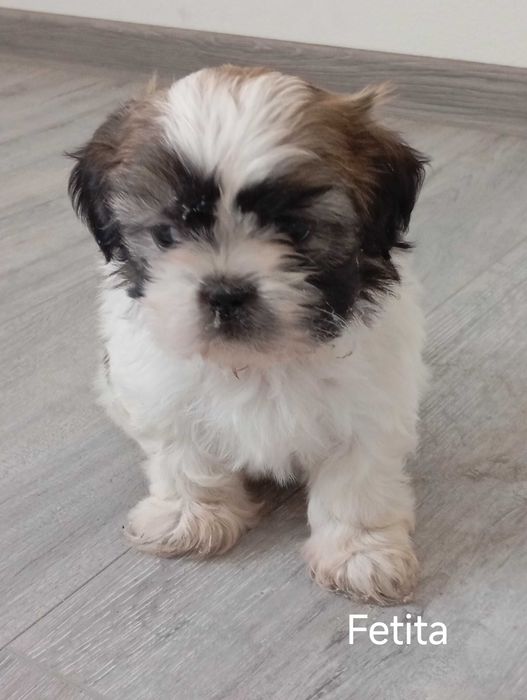 catelusa rasa shih tzu