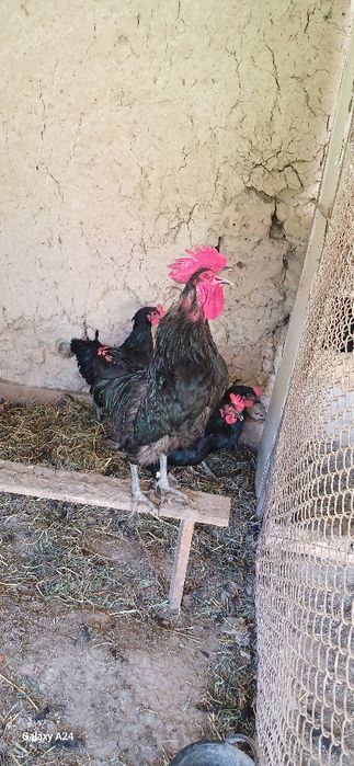 Qora shaxzoda tuxumlari sotiladi.