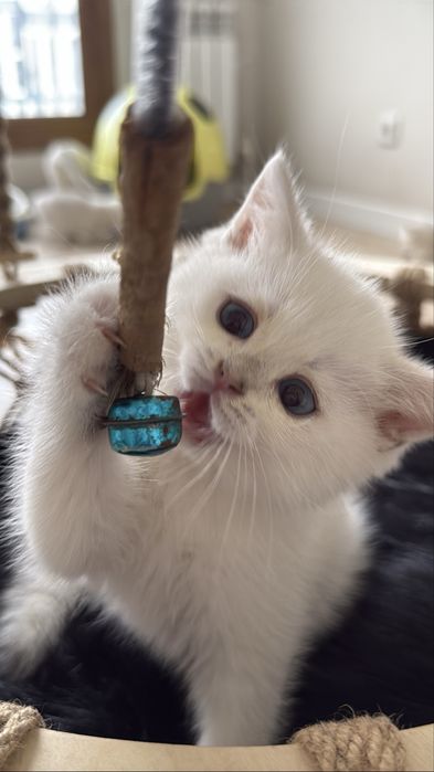 Серебристая шиншилла!