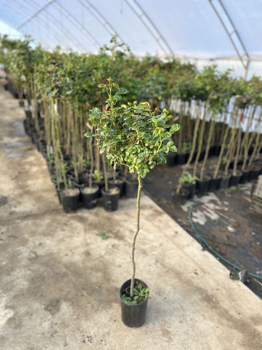 Trandafir copac la ghiveci