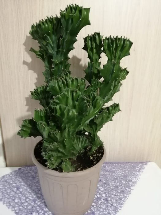 Комнатные цветы продам