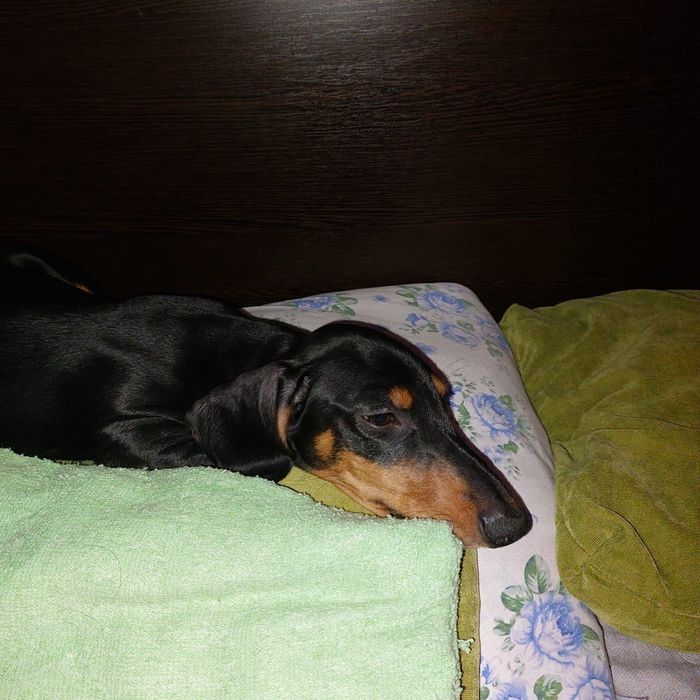 Такса, кабель - 8 месяцев