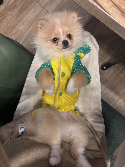 Продам комбинезон для щенка