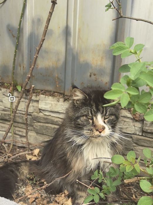 Потерялся кот мейн кун