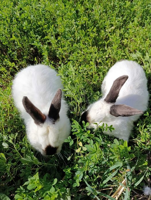 Кролики Калифорния