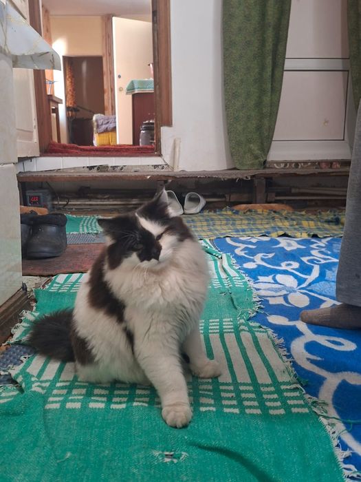 Отдам котенка в добрые руки