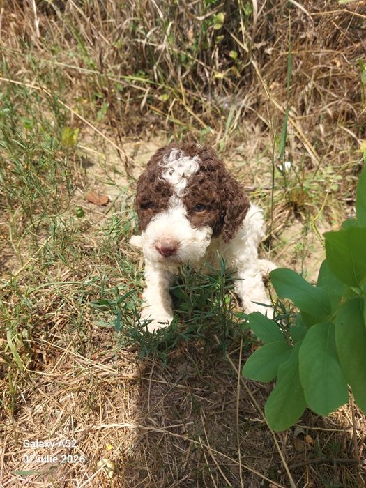 Lagotto romagnolo baiat