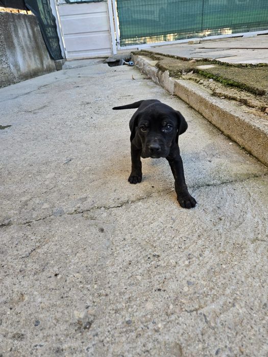 Подарявам мъжки микс кане корсо