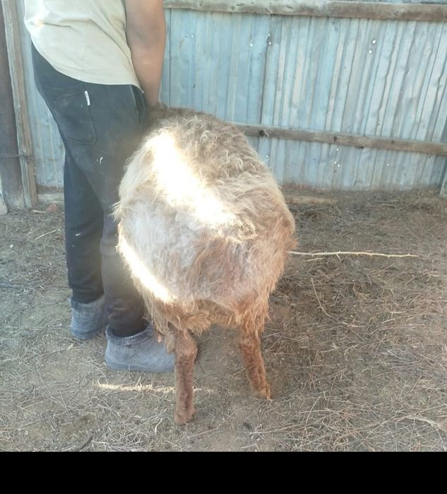 Қошқар сатылады декабрьский