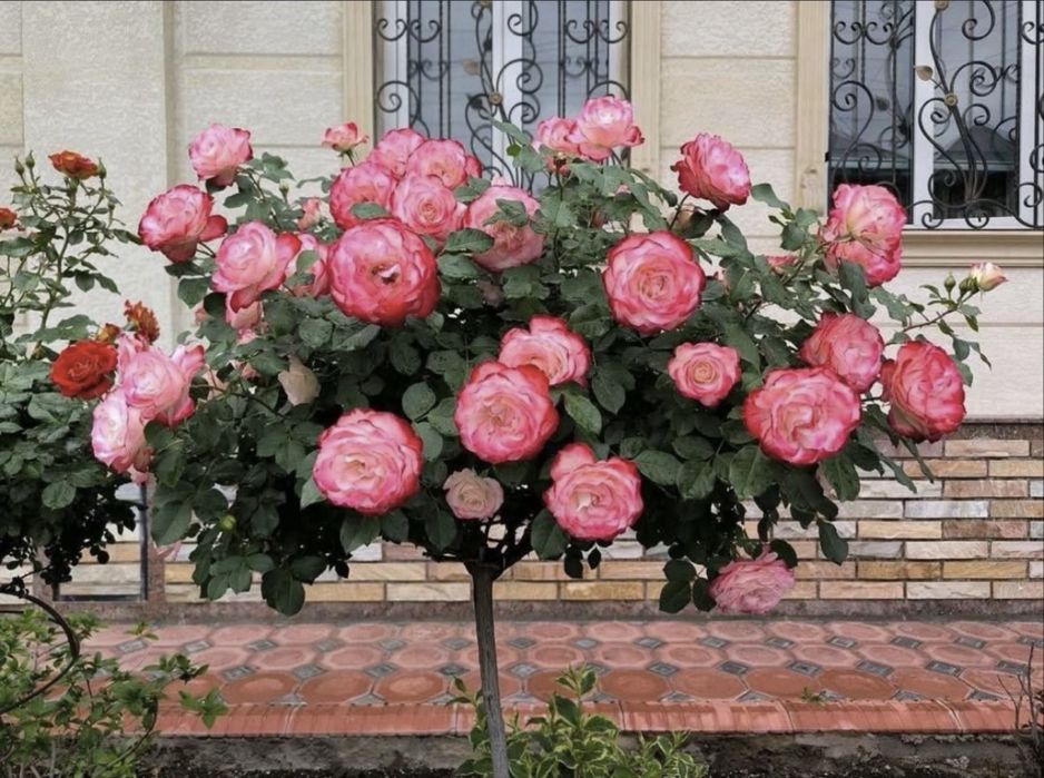 Gullar гул атир гуллар штамп гул