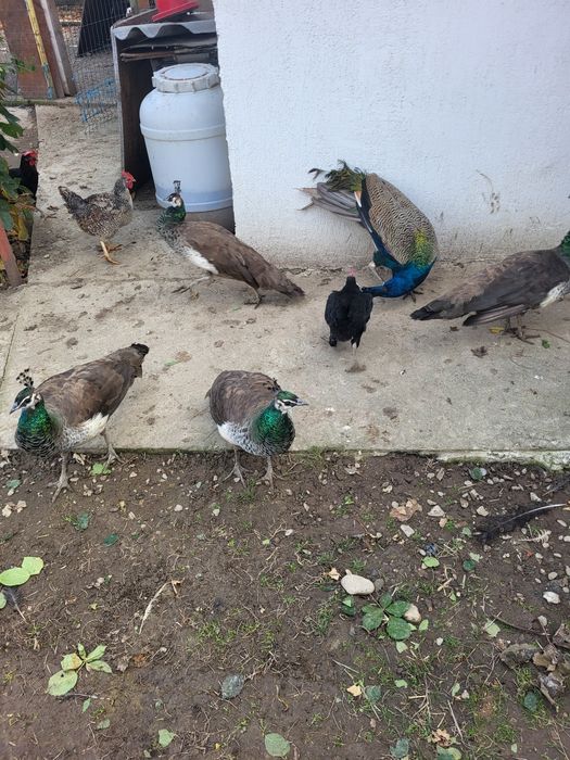 Vand 2 păunite si un păun