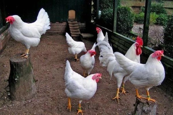 Продам кур несушек