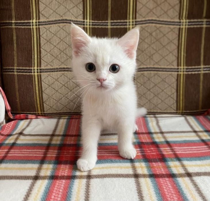 Белоснежные котята!